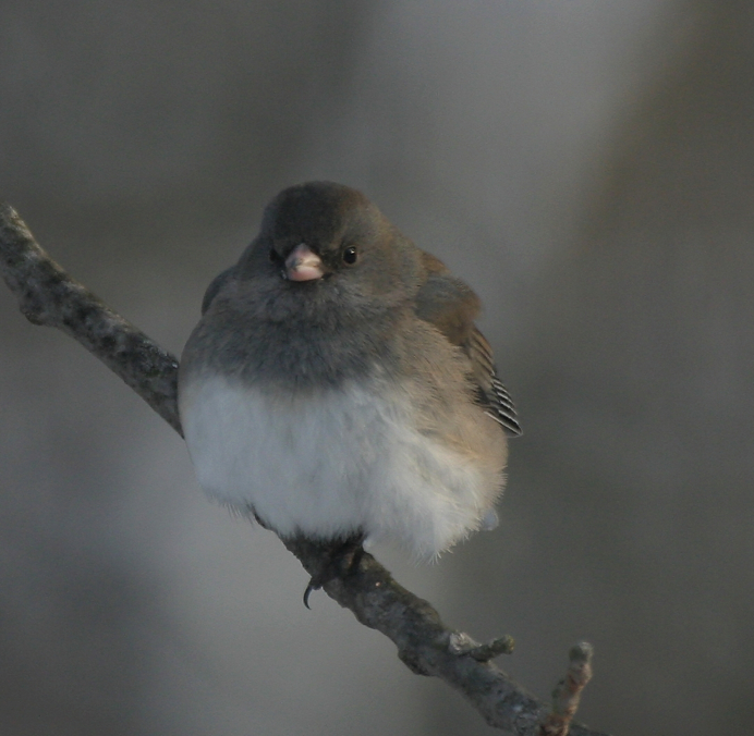 Full Size Image = 584 K