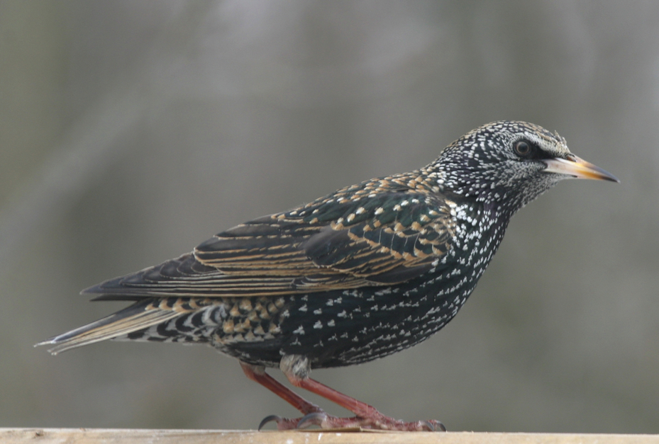 Full Size Image = 1591 K