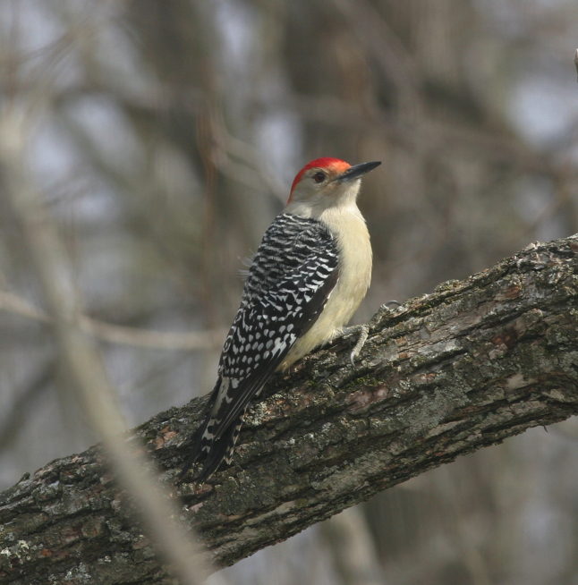 Full Size Image = 1355 K