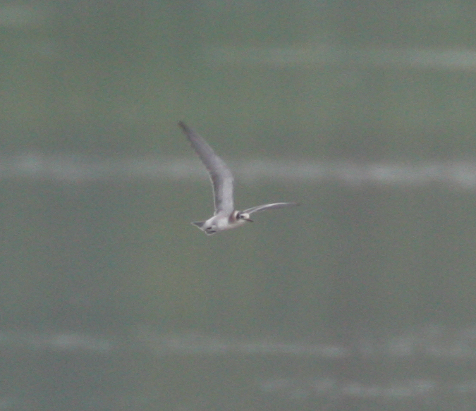 Cruising Bonaparte's Gull