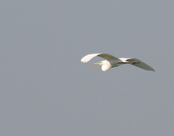 Great Egret Glide