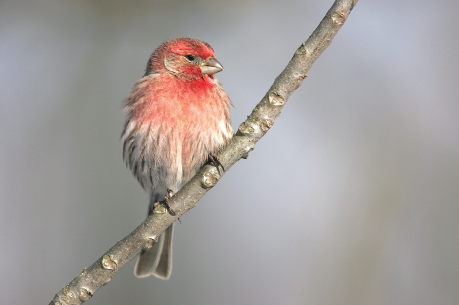 Full Size Image = 3916 K