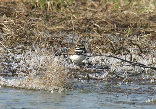 Full Size Image = 1348 K