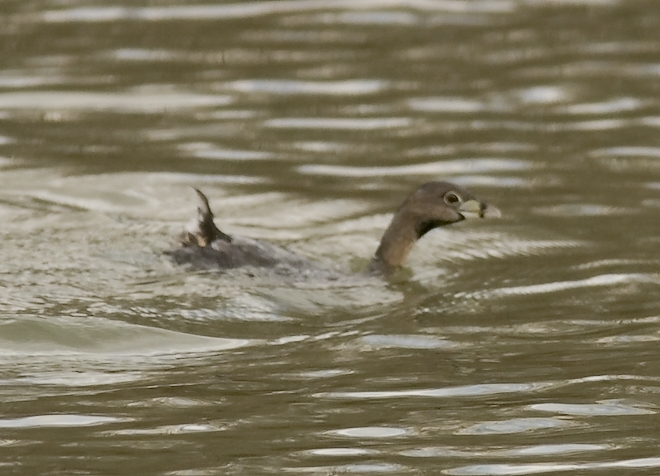 Pied_billed Grebe