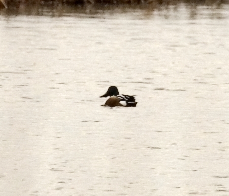 Northern Shoveler