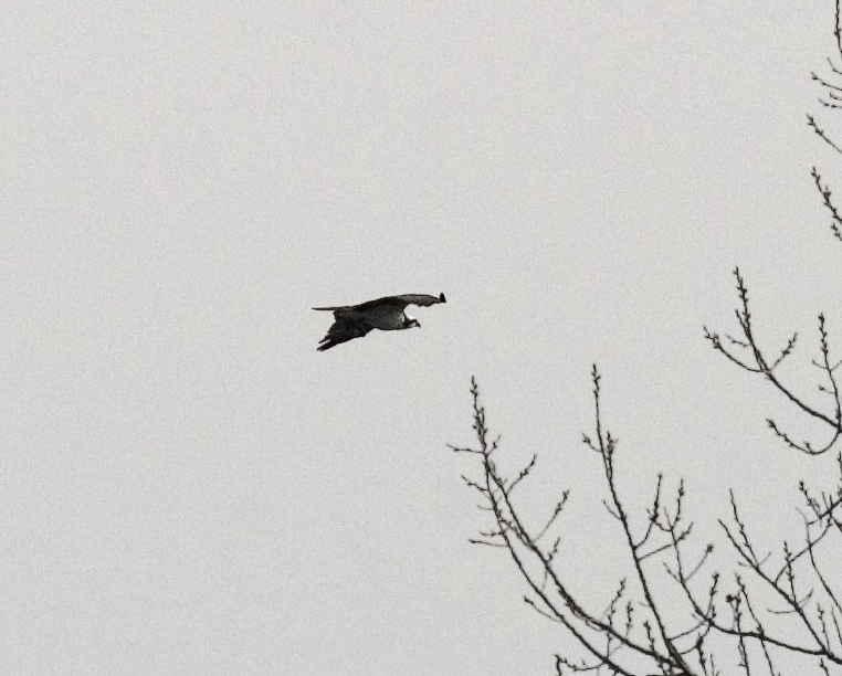 Osprey Flight