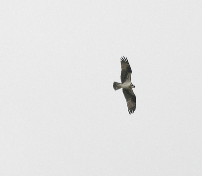 Osprey Hunting