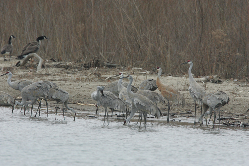 Full Size Image = 4493 K