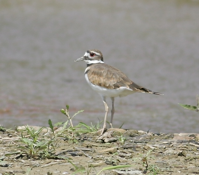 Solitary Killdeer