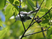 Blue-gray Gnatcatcher
