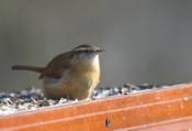 Carolina Wren