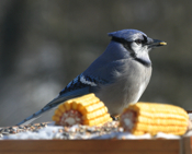 Blue Jay