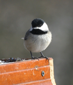 Carolina Chickadee