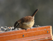 Carolina Wren