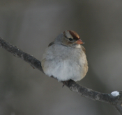 White Crowned Sparrow