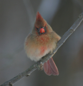 Northern Cardinal