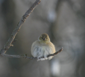 American Goldfinch