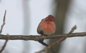 House Finch