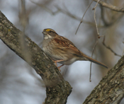 White Throated Sparrow