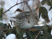 Song Sparrow