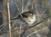 White Throated Sparrow
