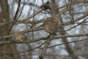 Mourning Dove