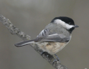 Carolina Chickadee
