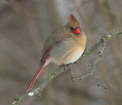 Northern Cardinal