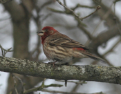 House Finch