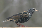 European Starling