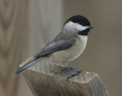 Carolina Chickadee