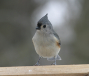 Tufted Titmouse