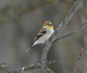 American Goldfinch