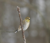 American Goldfinch