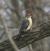 Red Bellied Woodpecker
