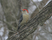 Red Bellied Woodpecker