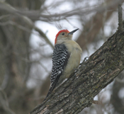 Red Bellied Woodpecker