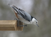 White Breasted Nuthatch