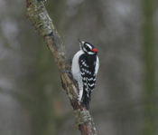 Downy Woodpecker