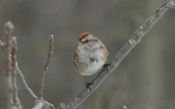 American Tree Sparrow