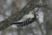 Downy Woodpecker