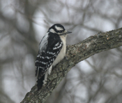 Downy Woodpecker
