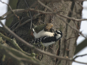 Downy Woodpecker