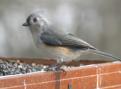 Tufted Titmouse