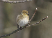 American Goldfinch