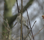 House Finch