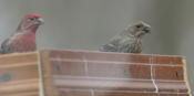 House Finch Pair