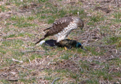 Juvenile Cooper's Hawk