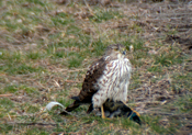Cooper's Hawk Kill