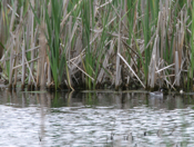 Red necked Phalarope Away